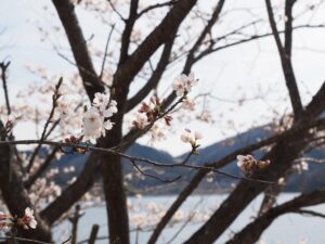 のどごえ公園の桜