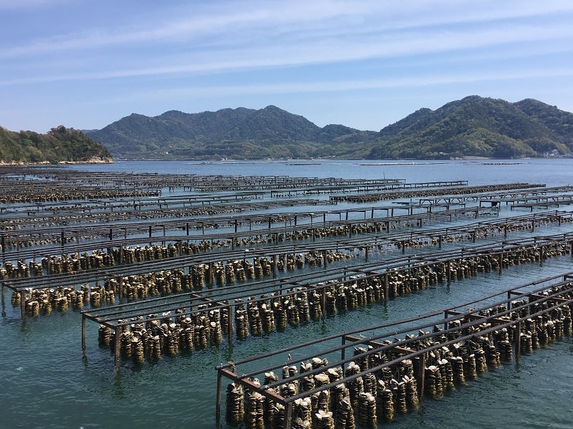 似島の牡蠣養殖の景色