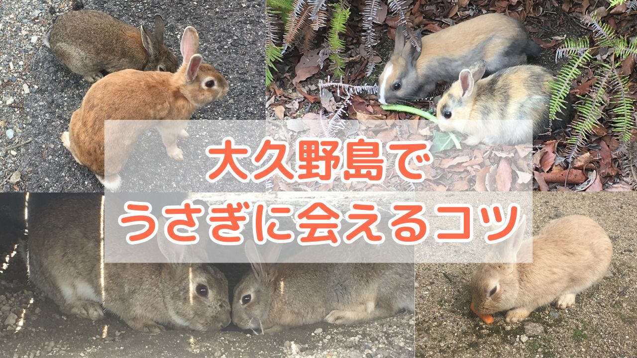 大久野島でうさぎに会えるコツ